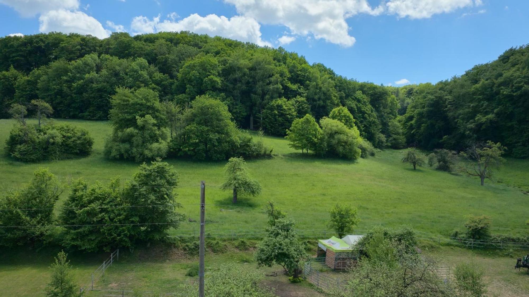 Ferienwohnung - Appartement "Painted Horse" Im Herzen Des Pfaelzer Waldes Reichenbach-Steegen Εξωτερικό φωτογραφία